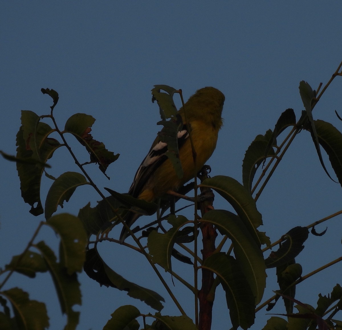 White-tailed Iora - ML644923534