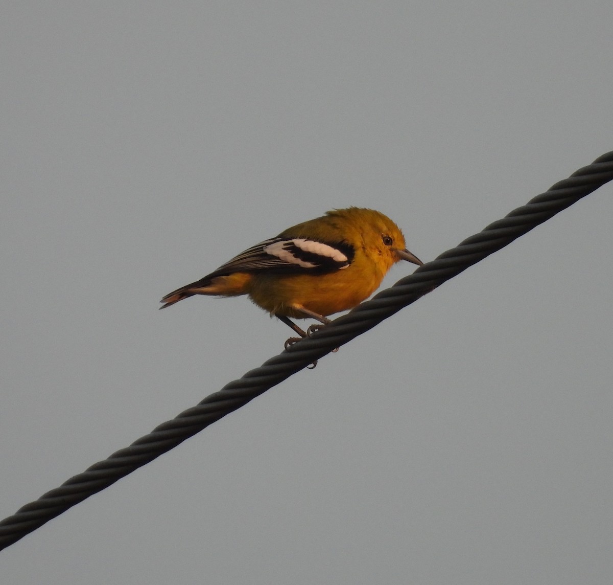 White-tailed Iora - ML644923535
