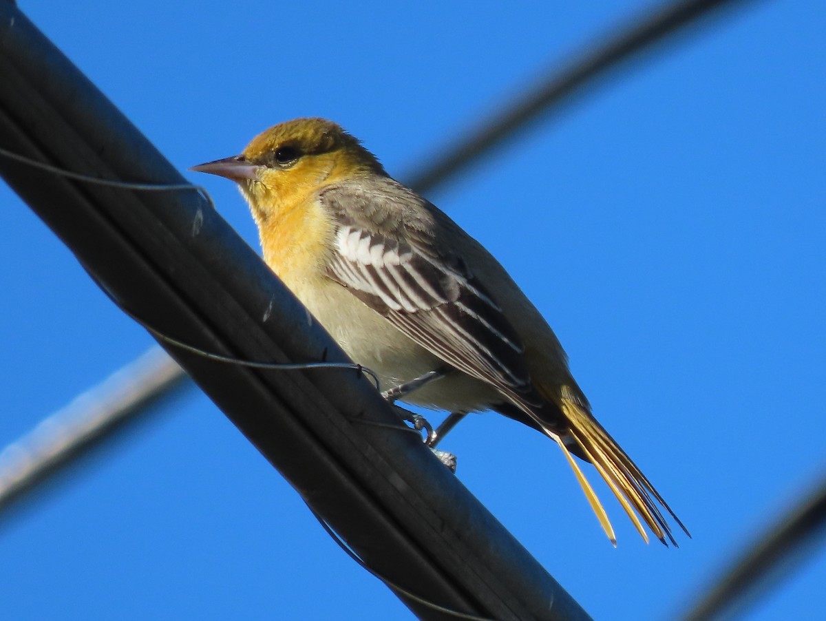 Bullock's Oriole - ML644923546