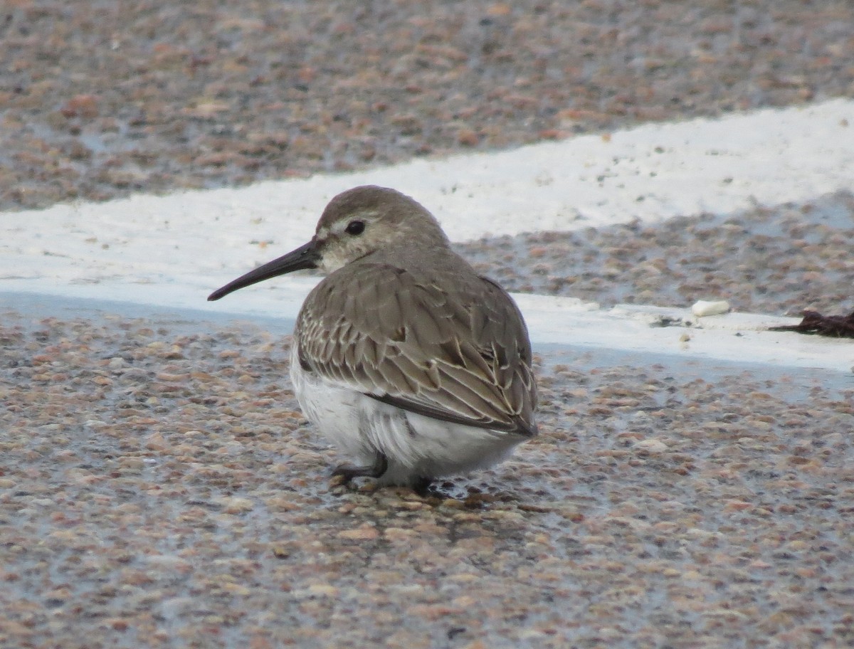 Dunlin - ML644923551