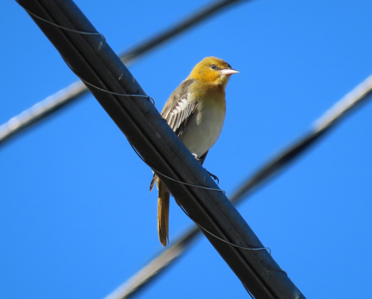 Bullock's Oriole - ML644923553