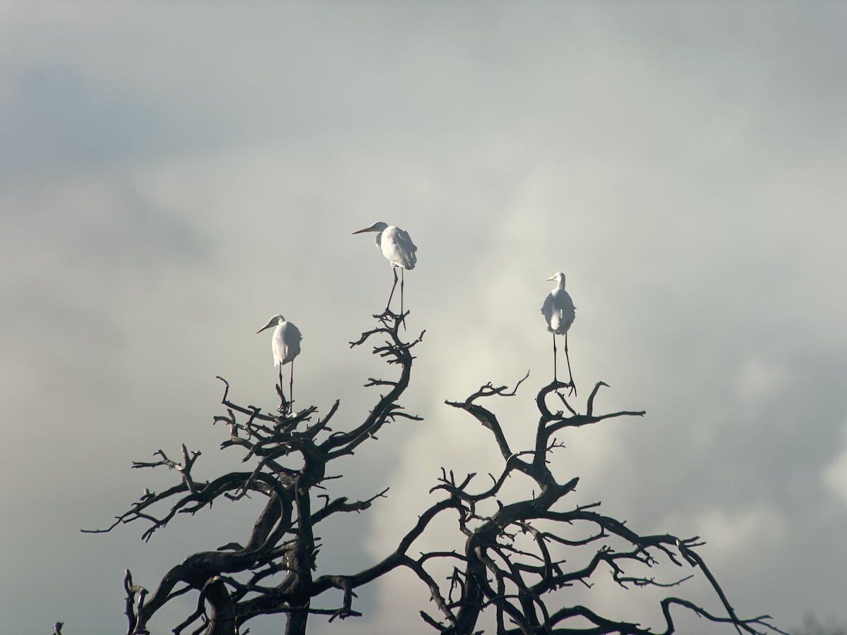 Great Egret - ML644923562