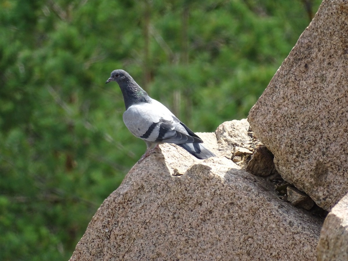 Rock Pigeon (Feral Pigeon) - ML644923570