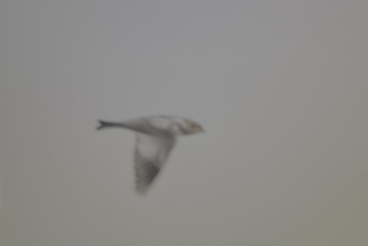 雪鵐 - ML644923571