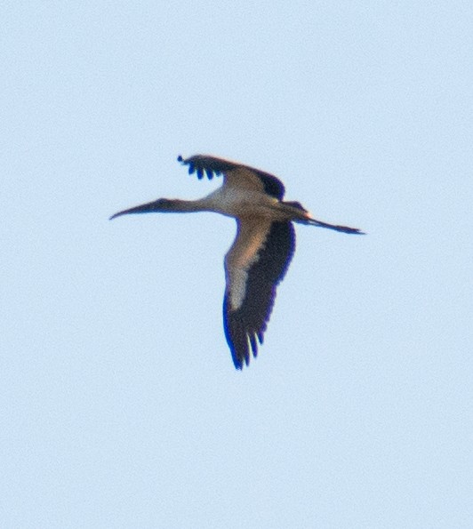 Wood Stork - ML644923611