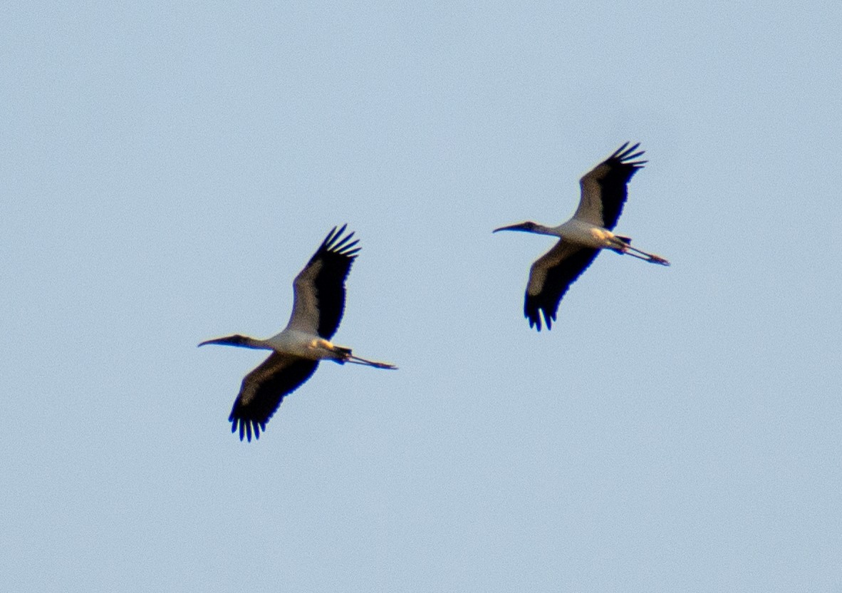Wood Stork - ML644923612