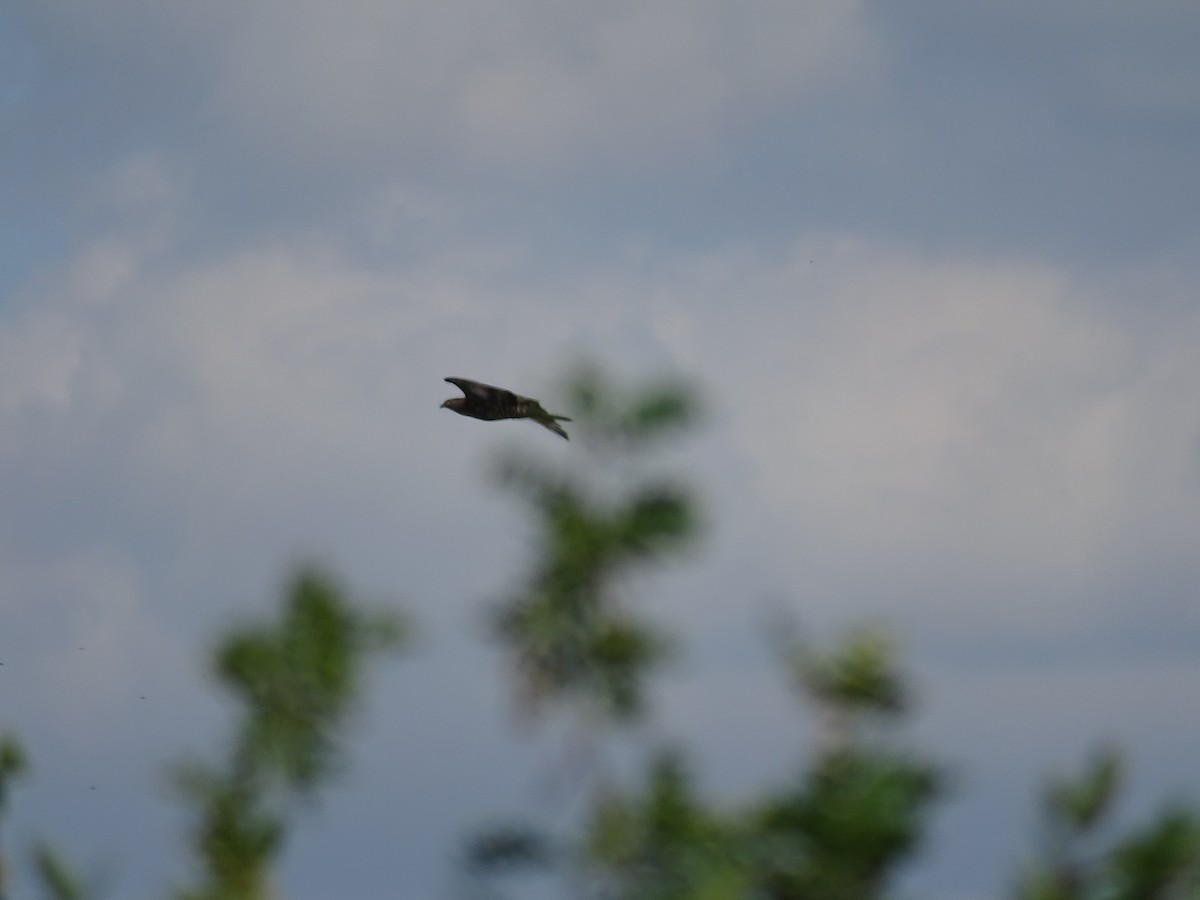 European Honey-buzzard - ML644923631
