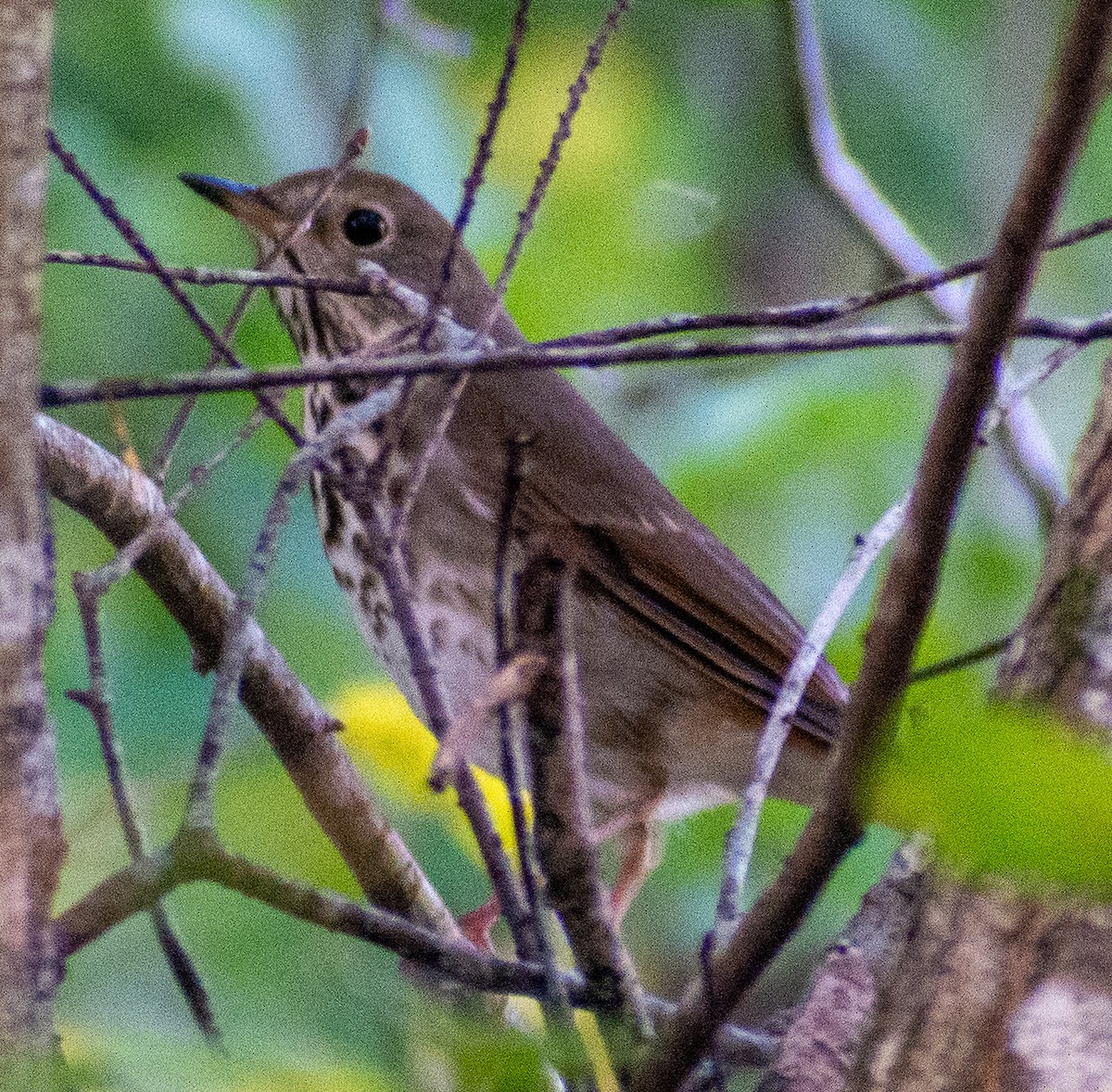 Hermit Thrush - ML644923634