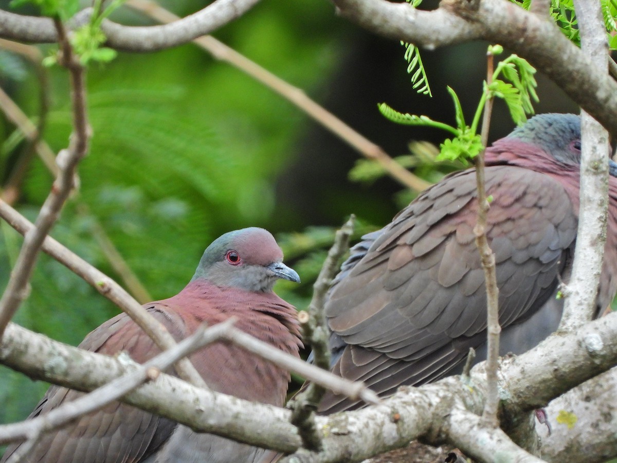 Paloma Colorada - ML644923644