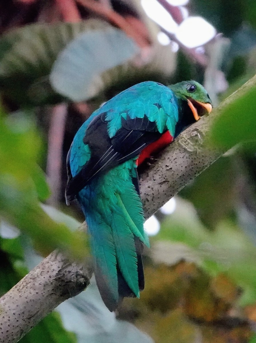 Golden-headed Quetzal - ML644923647