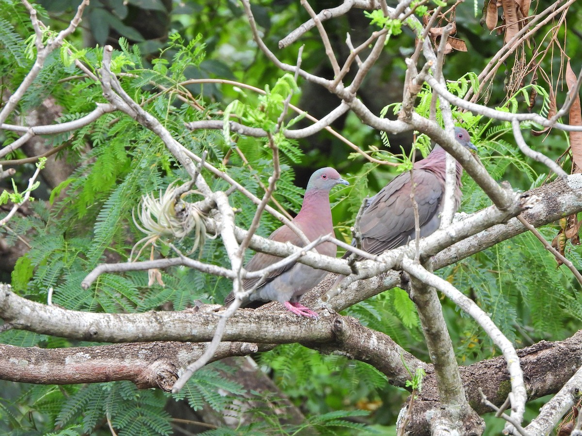 Paloma Colorada - ML644923671