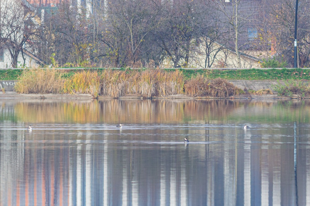 Great Crested Grebe - ML644923672