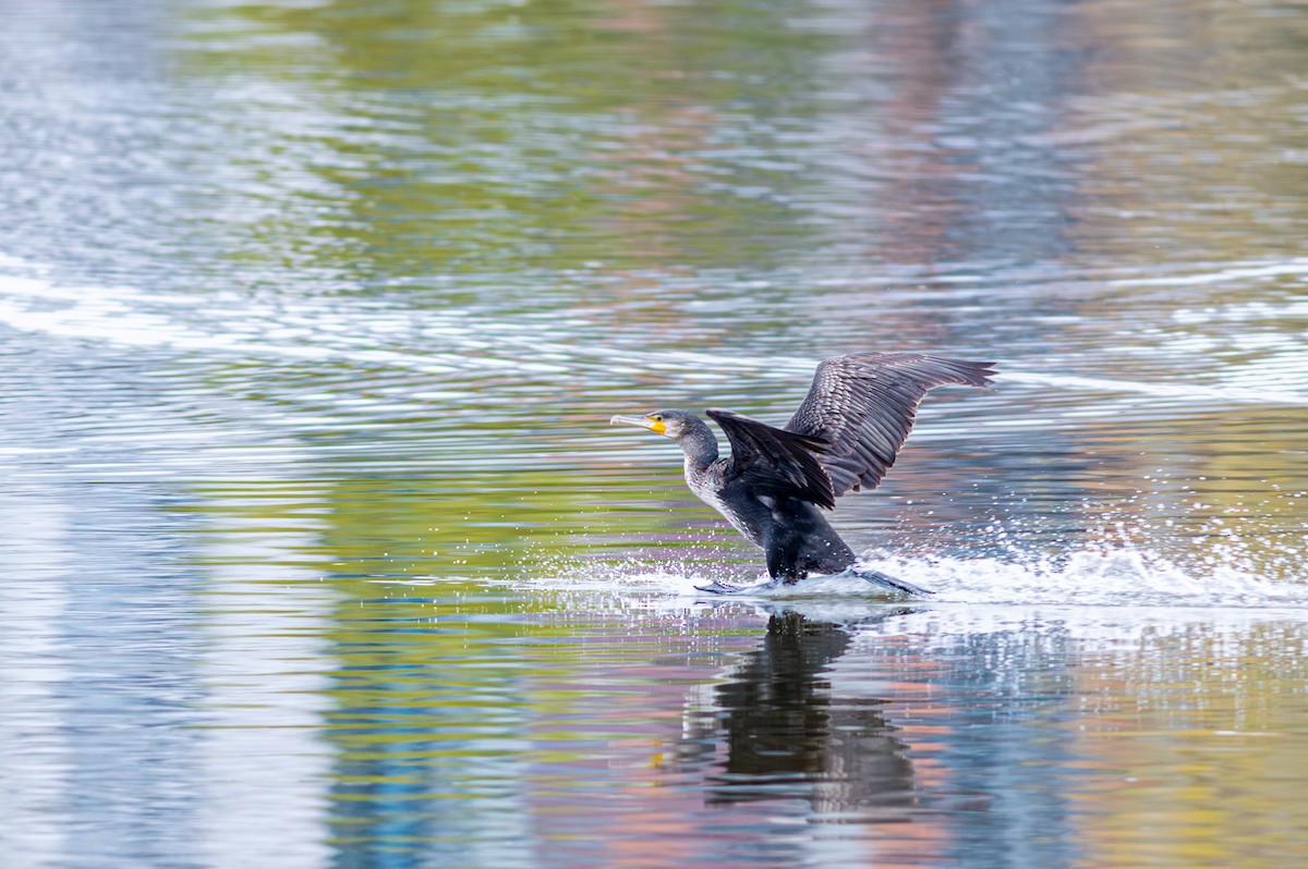 Great Cormorant - ML644923677