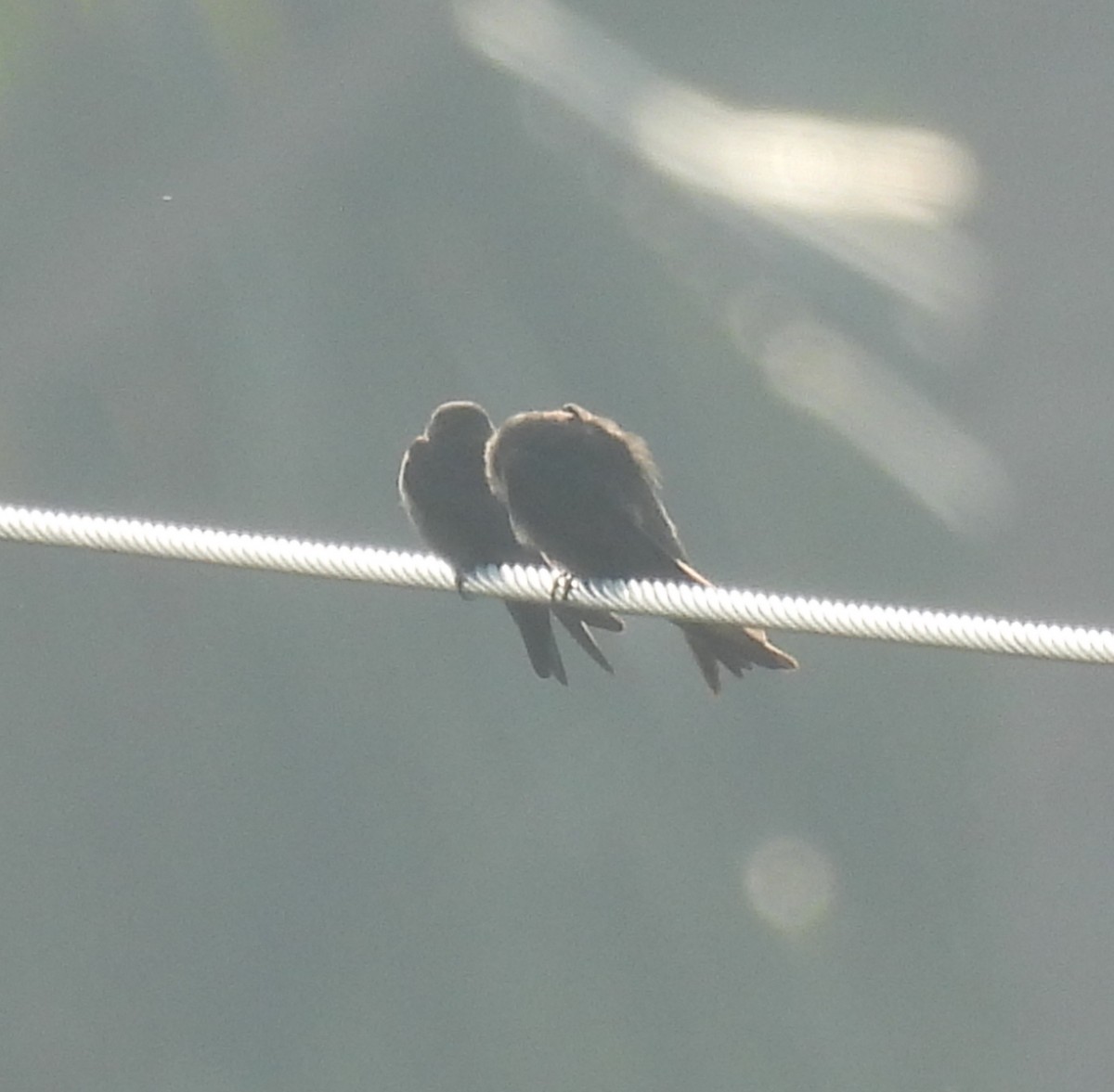 Dusky Crag-Martin - ML644923680