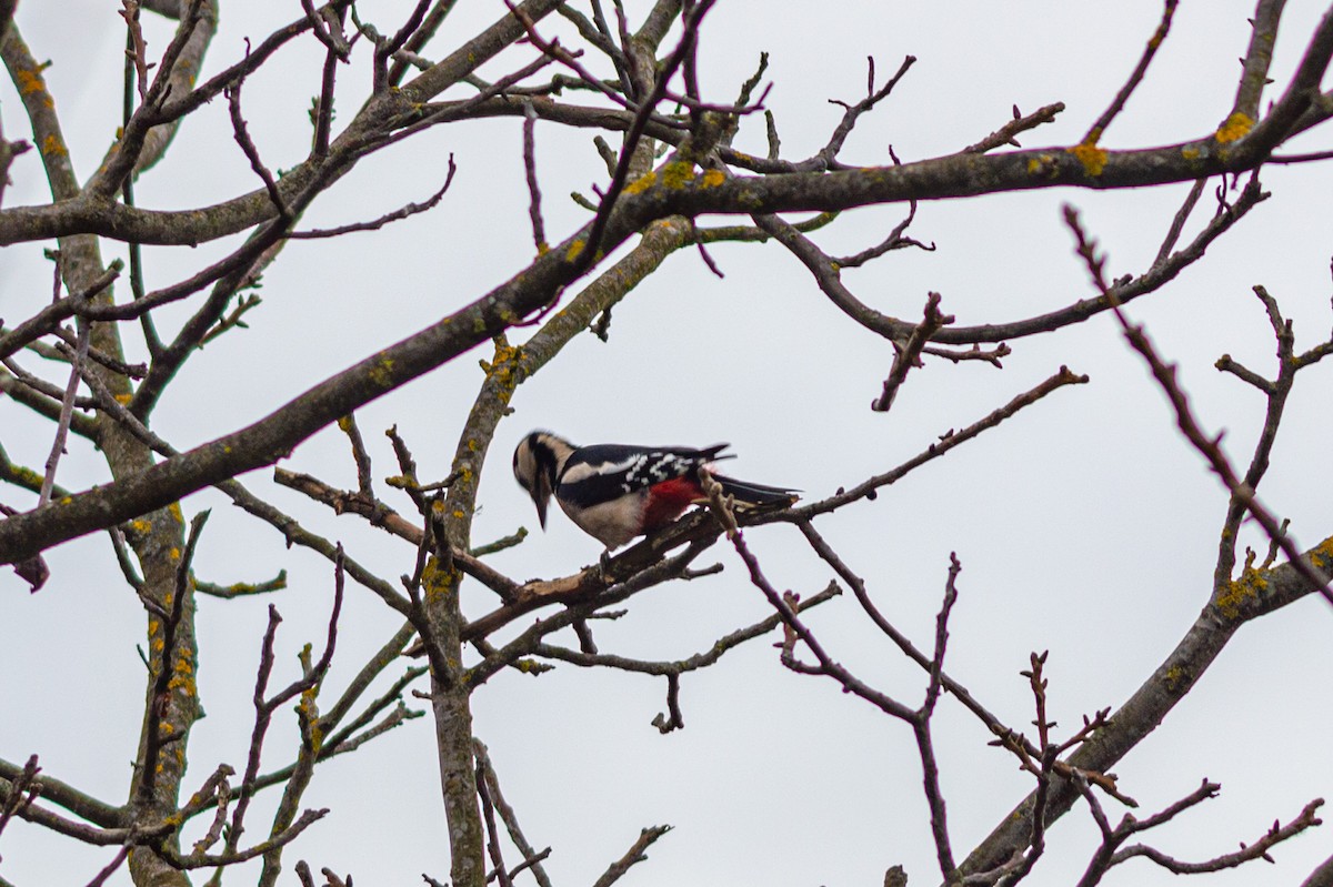 Great Spotted Woodpecker - ML644923687