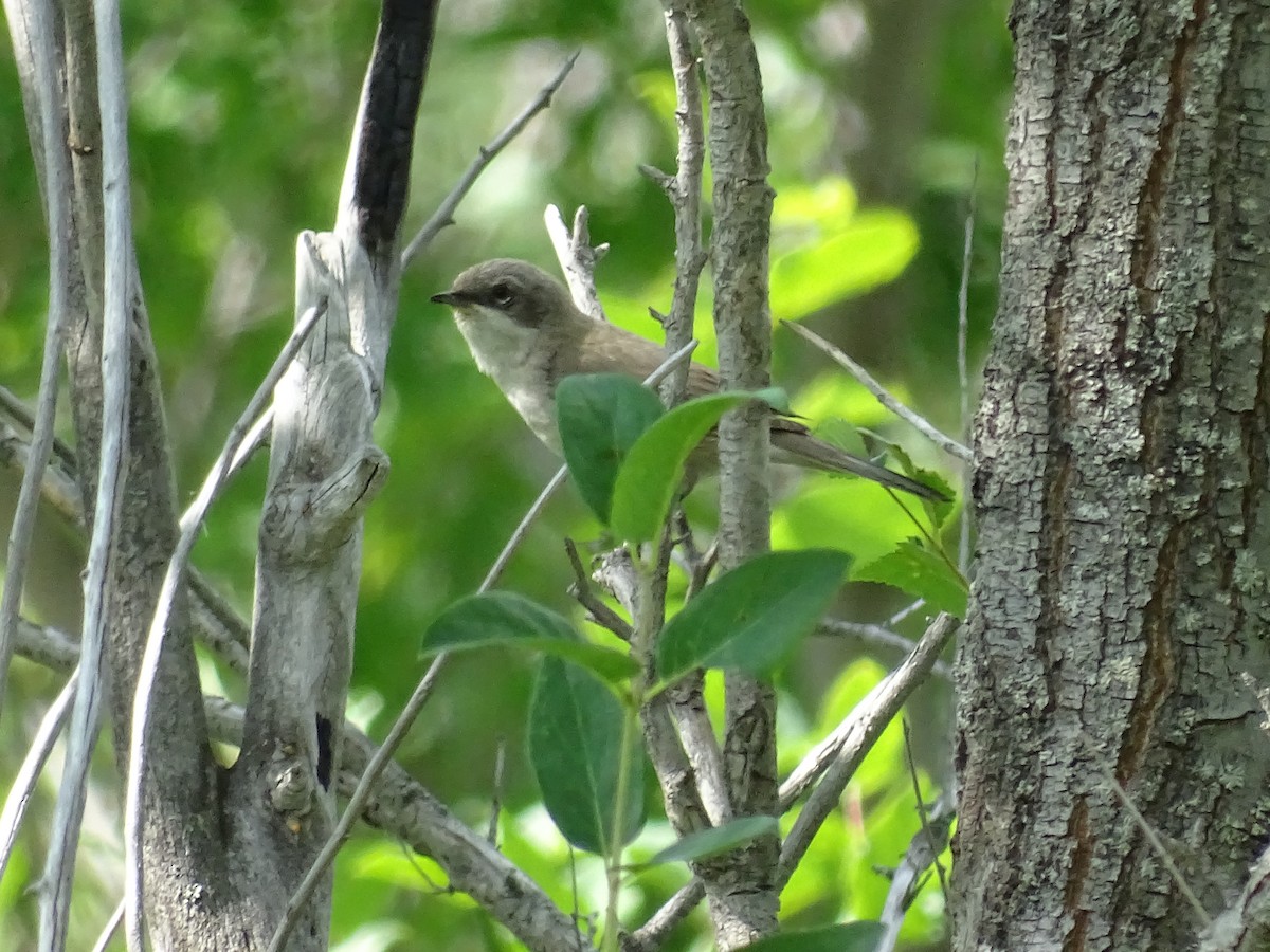 Lesser Whitethroat - ML644923690