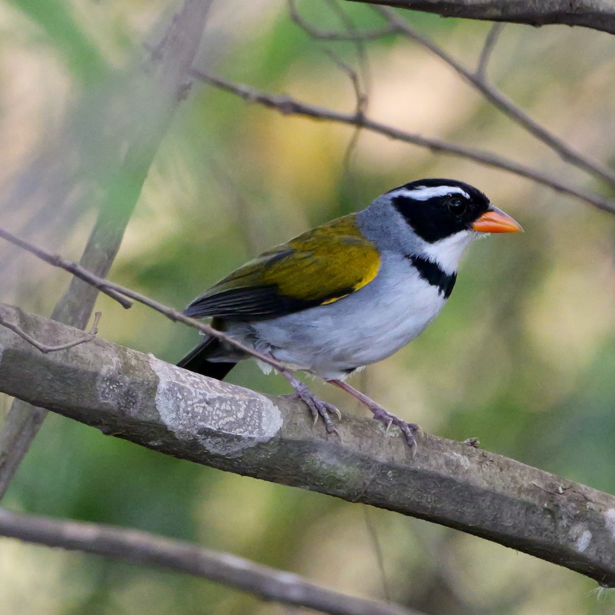 Saffron-billed Sparrow (Saffron-billed) - ML644923694