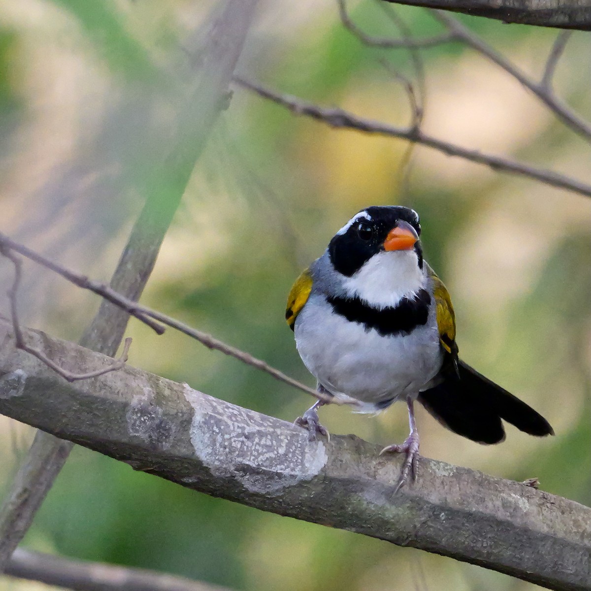 Saffron-billed Sparrow (Saffron-billed) - ML644923695