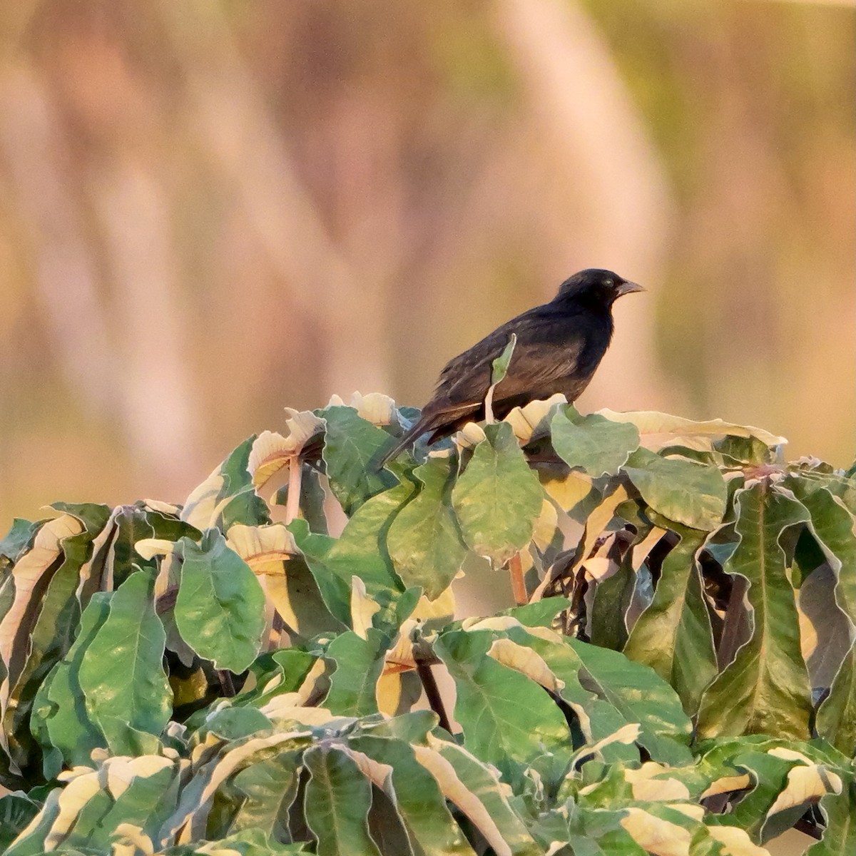 Screaming Cowbird - ML644923703