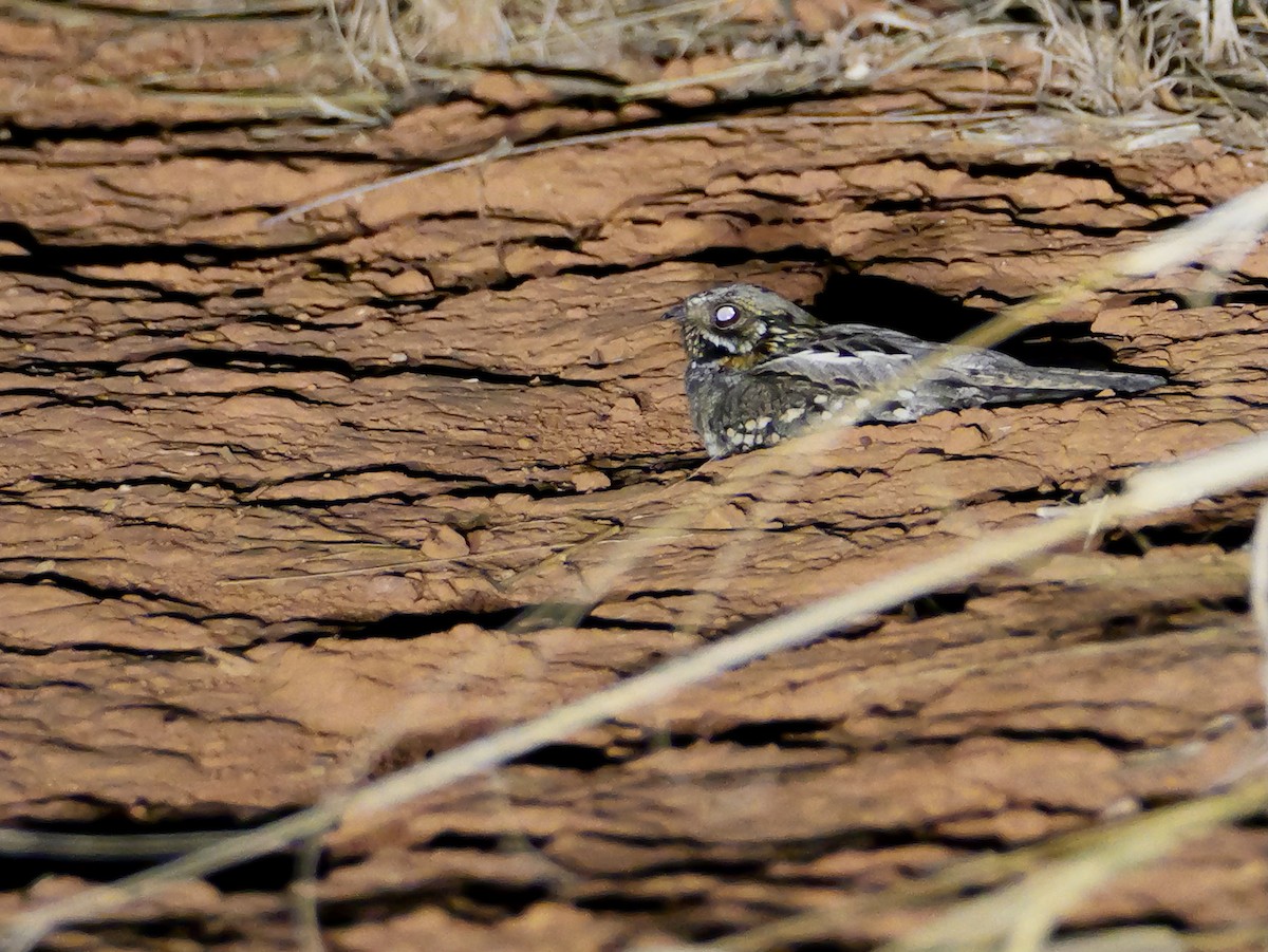 Spot-tailed Nightjar - ML644923707