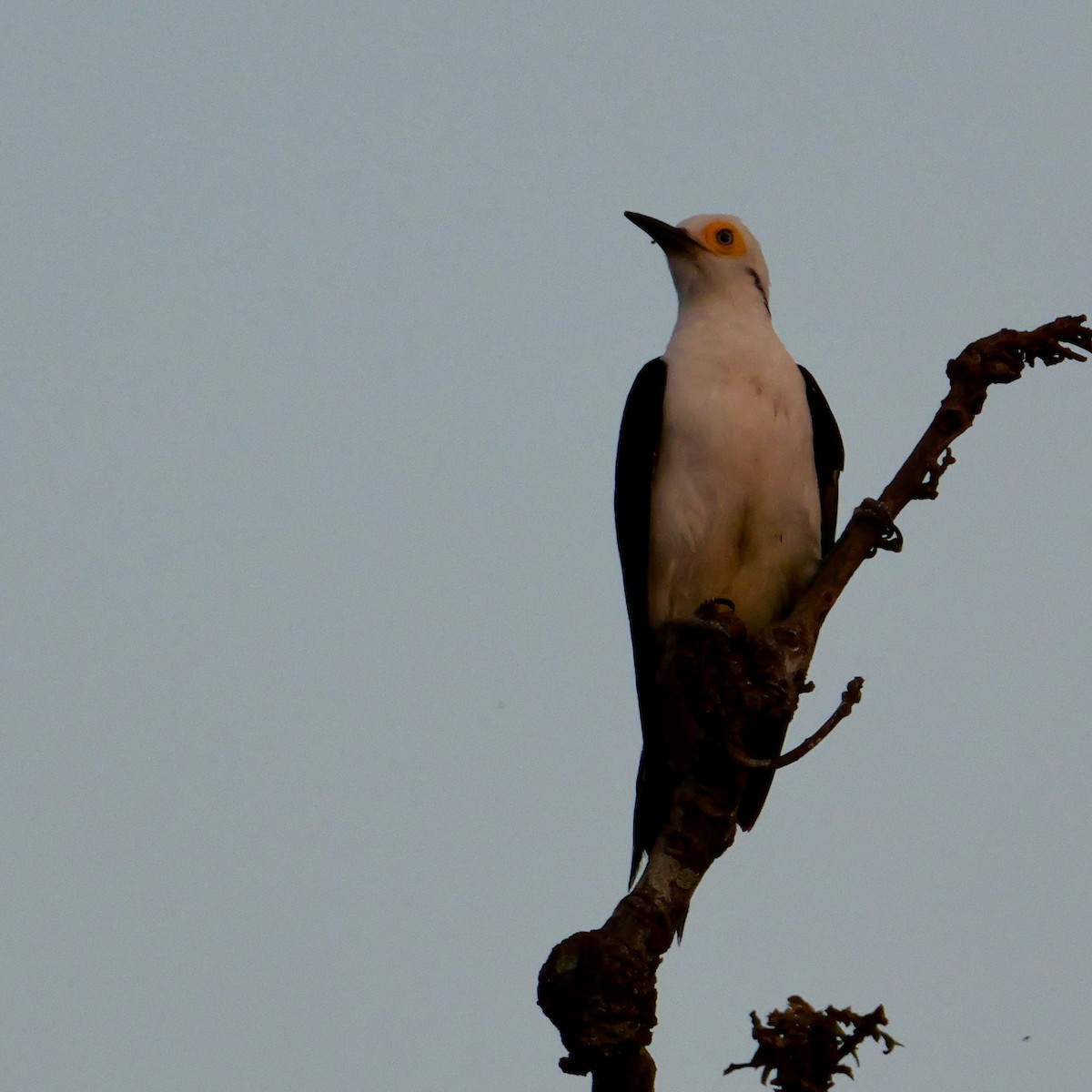 White Woodpecker - ML644923712