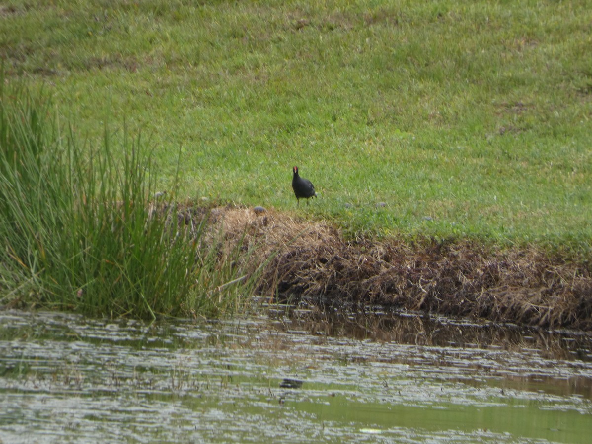 Курочка латиноамериканська - ML644923716