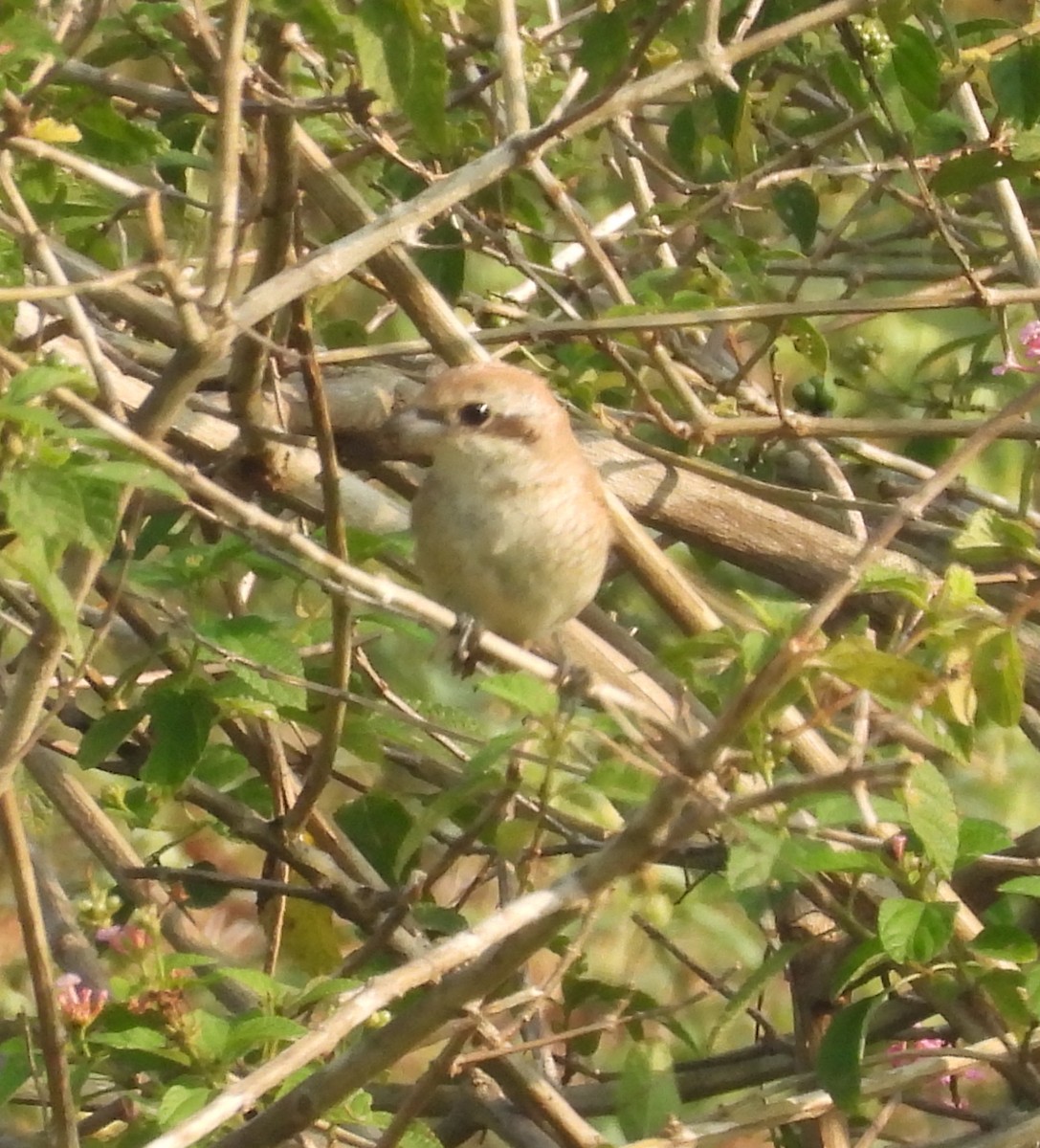 Averla bruna - ML644923717