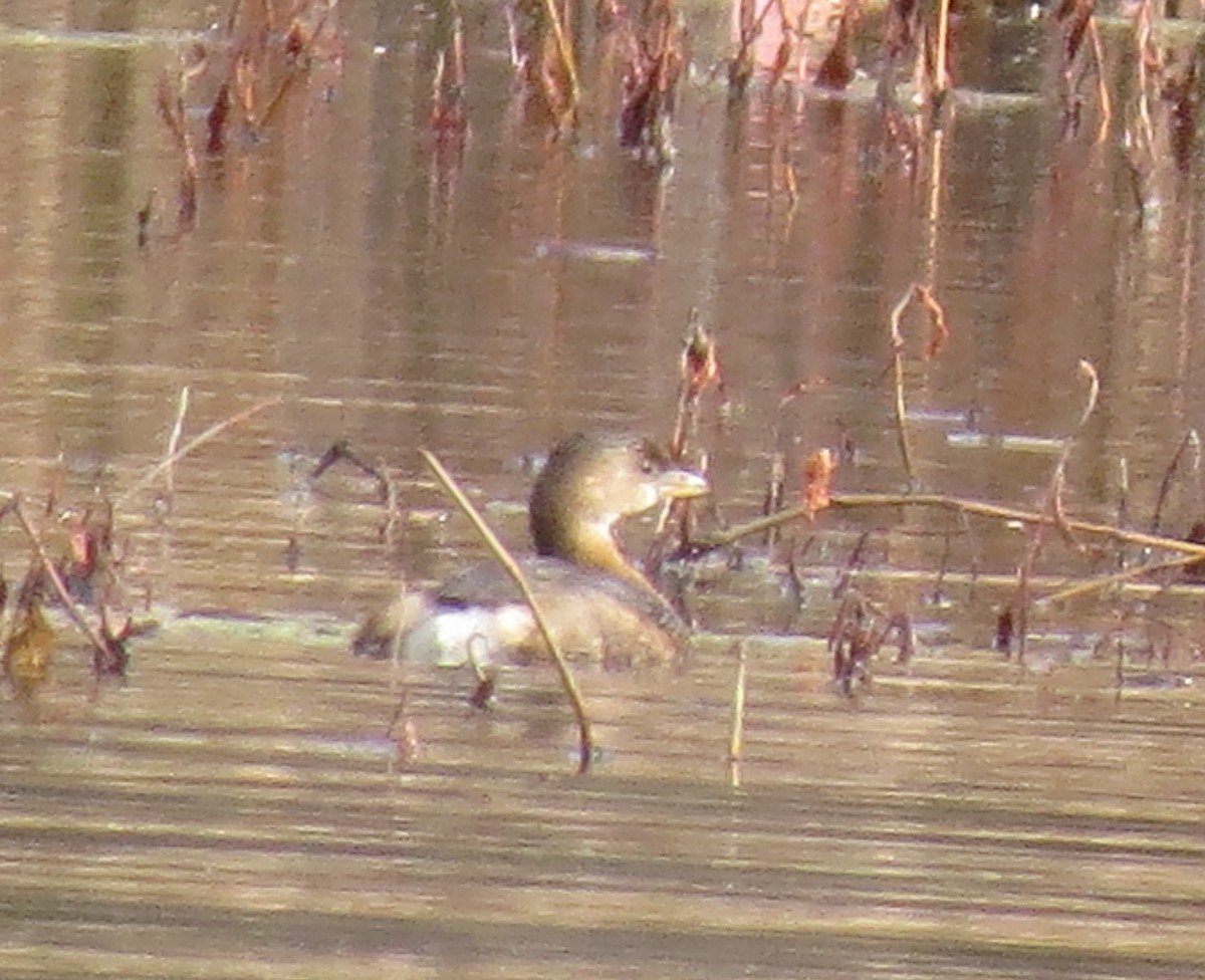 Pied-billed Grebe - ML644923719