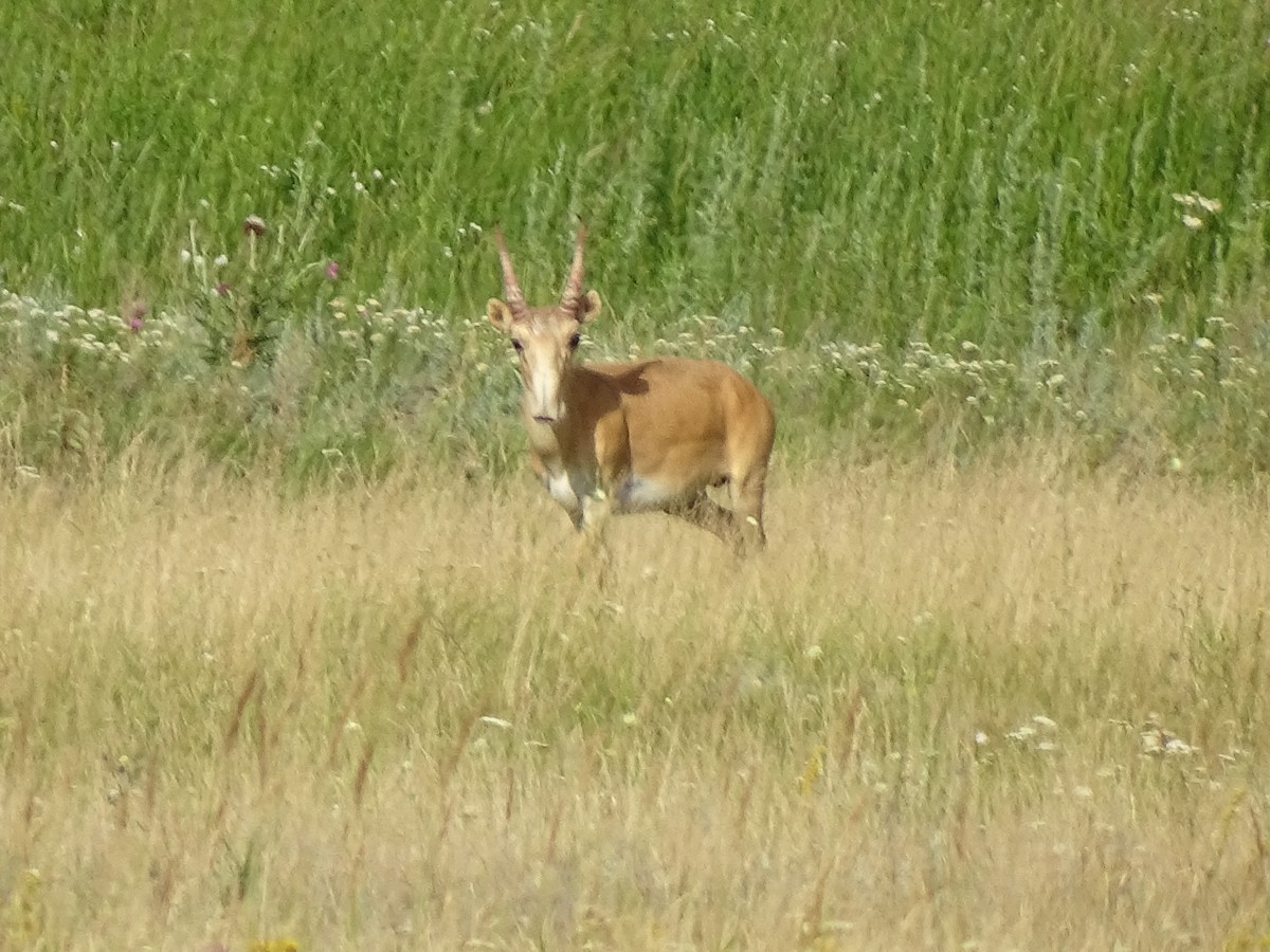 Animals - ML644923731