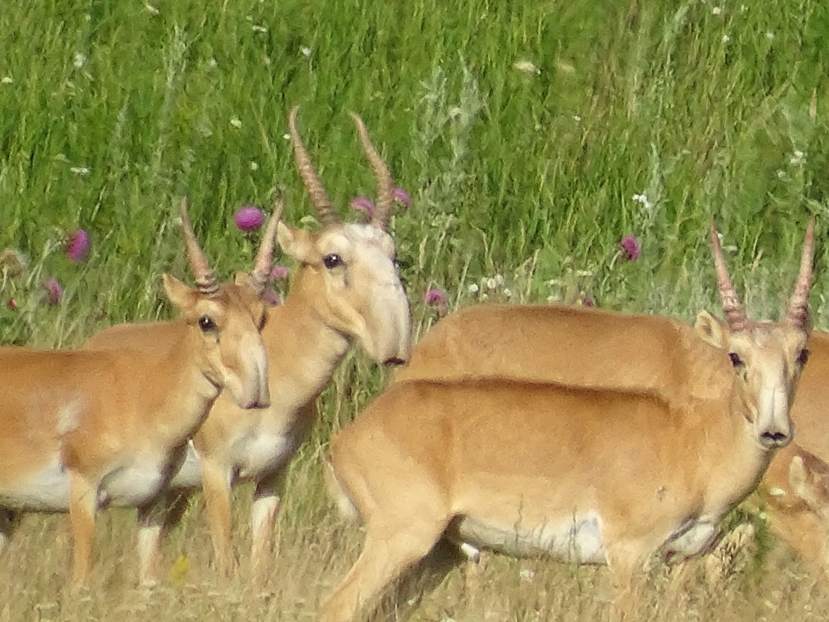 Animals - ML644923736