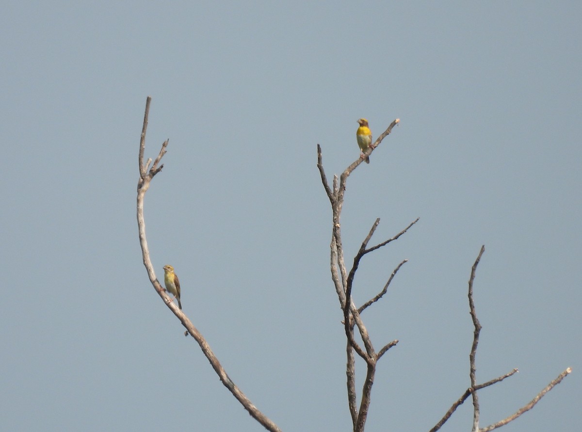 Baya Weaver - ML644923791