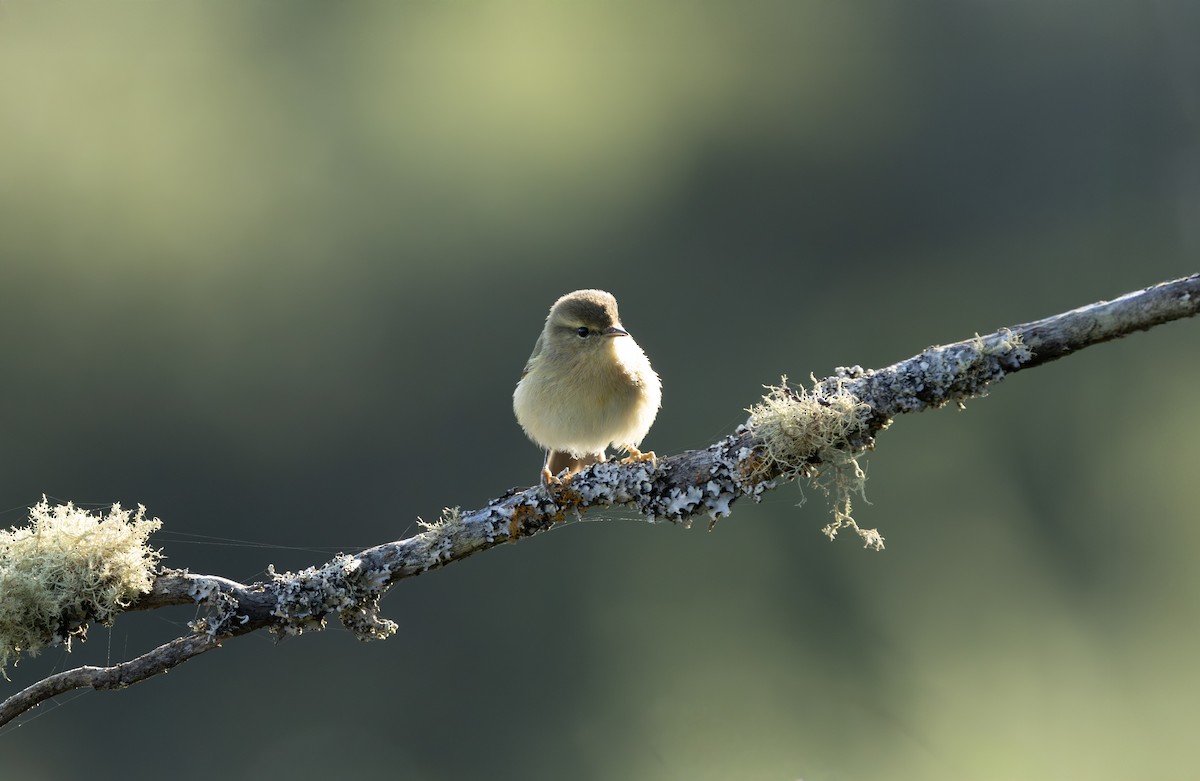 Canary Islands Chiffchaff - ML644923794
