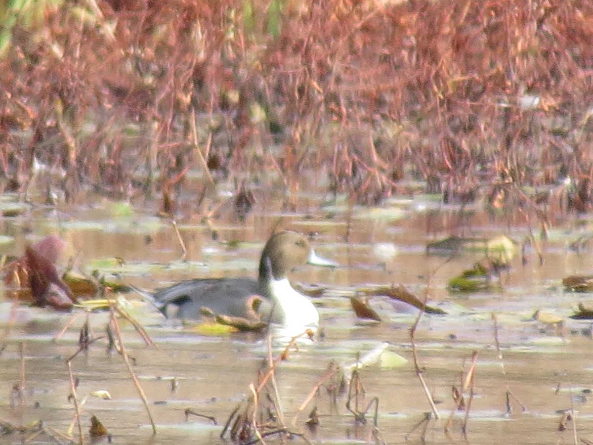 Northern Pintail - ML644923800