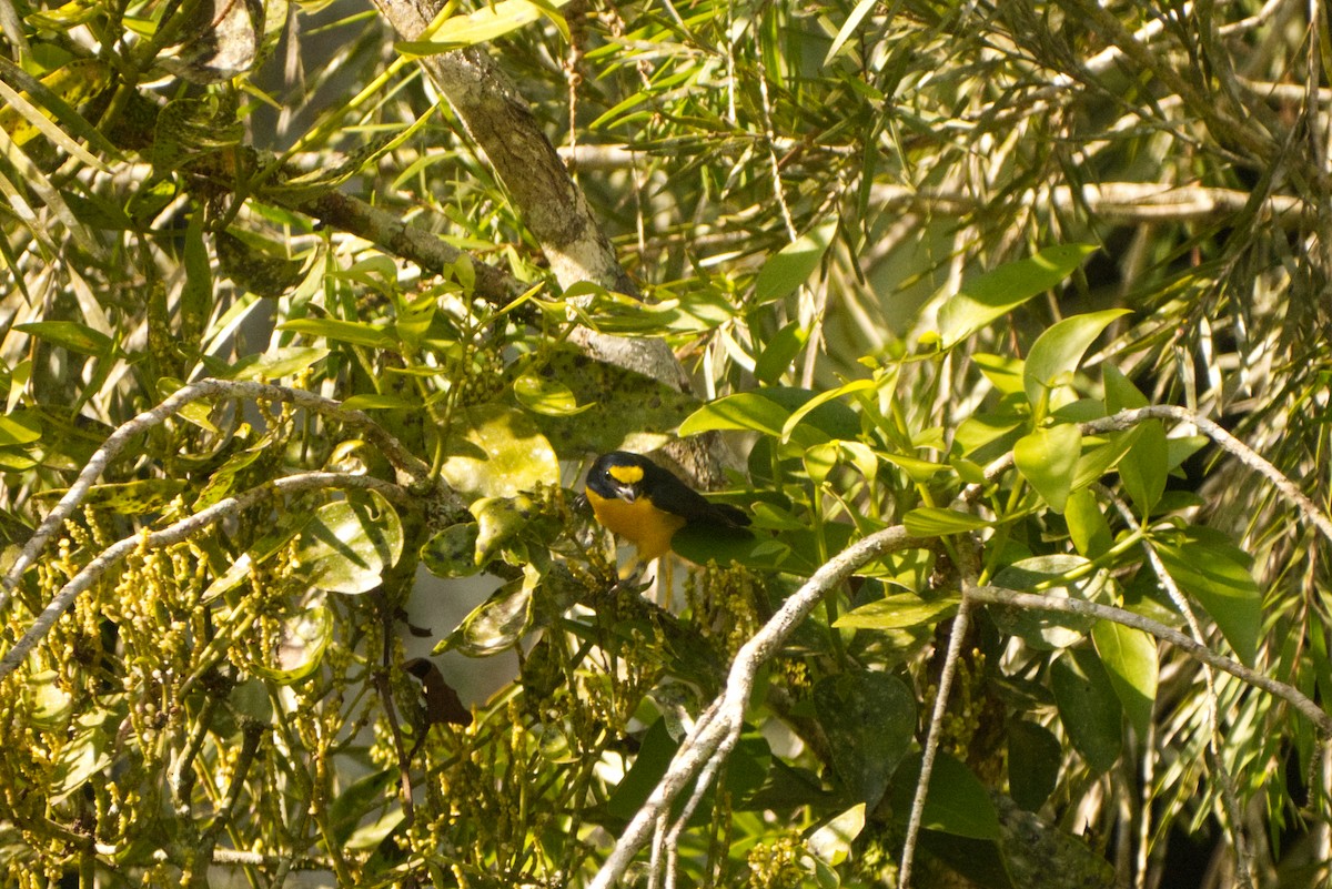 Yellow-throated Euphonia - ML644923802