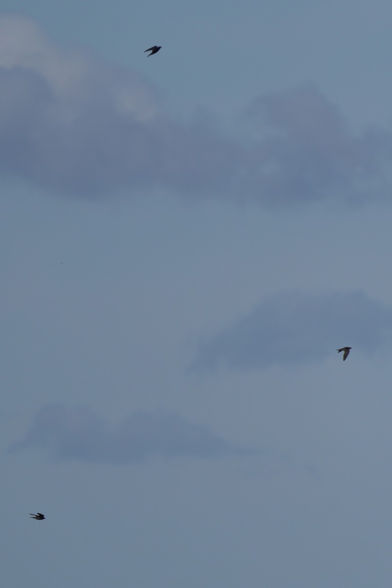 Purple Martin - ML644923834