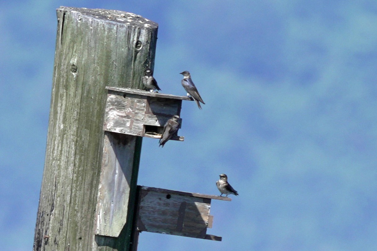 Purple Martin - ML644923835