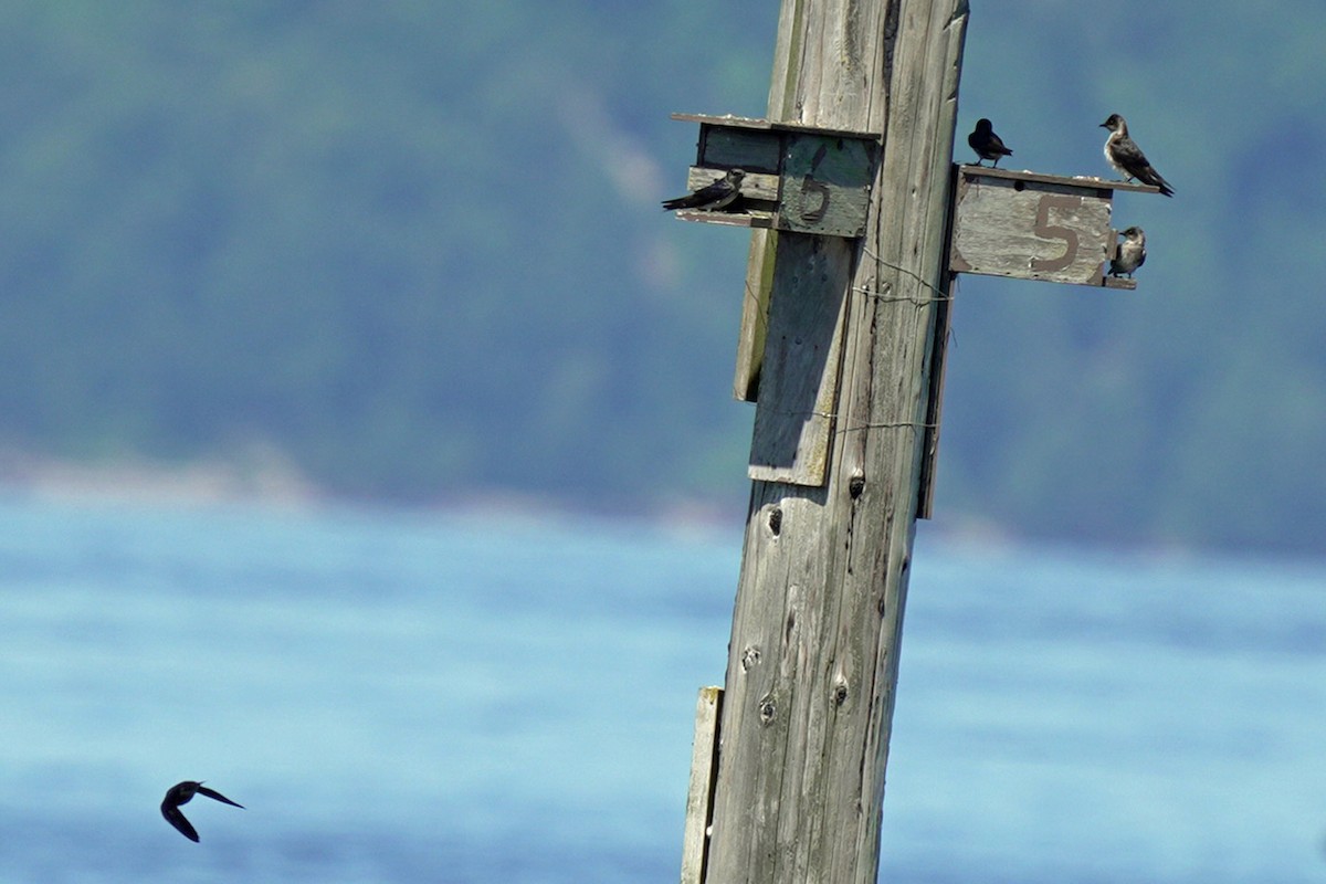 Purple Martin - ML644923836