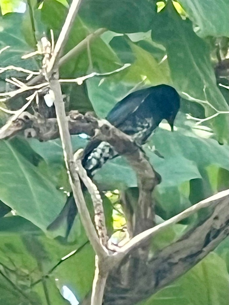 drongo černý - ML644923853