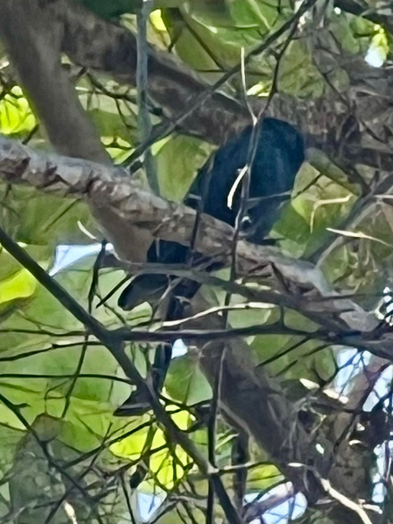 drongo černý - ML644923854