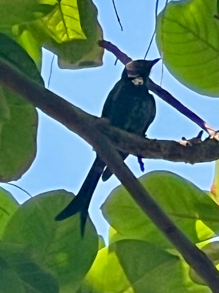 drongo černý - ML644923855