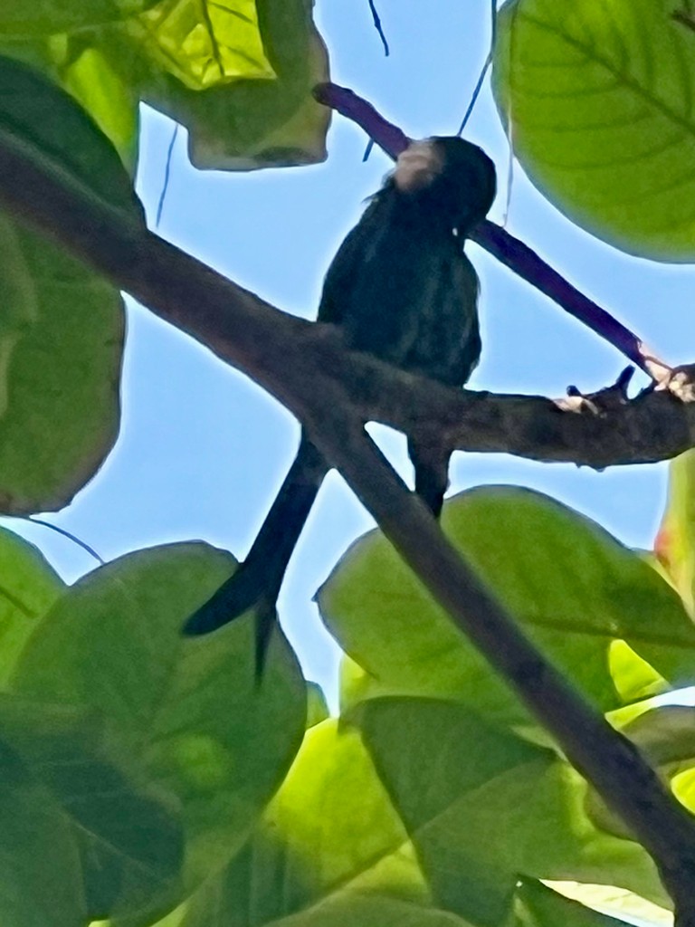 drongo černý - ML644923856