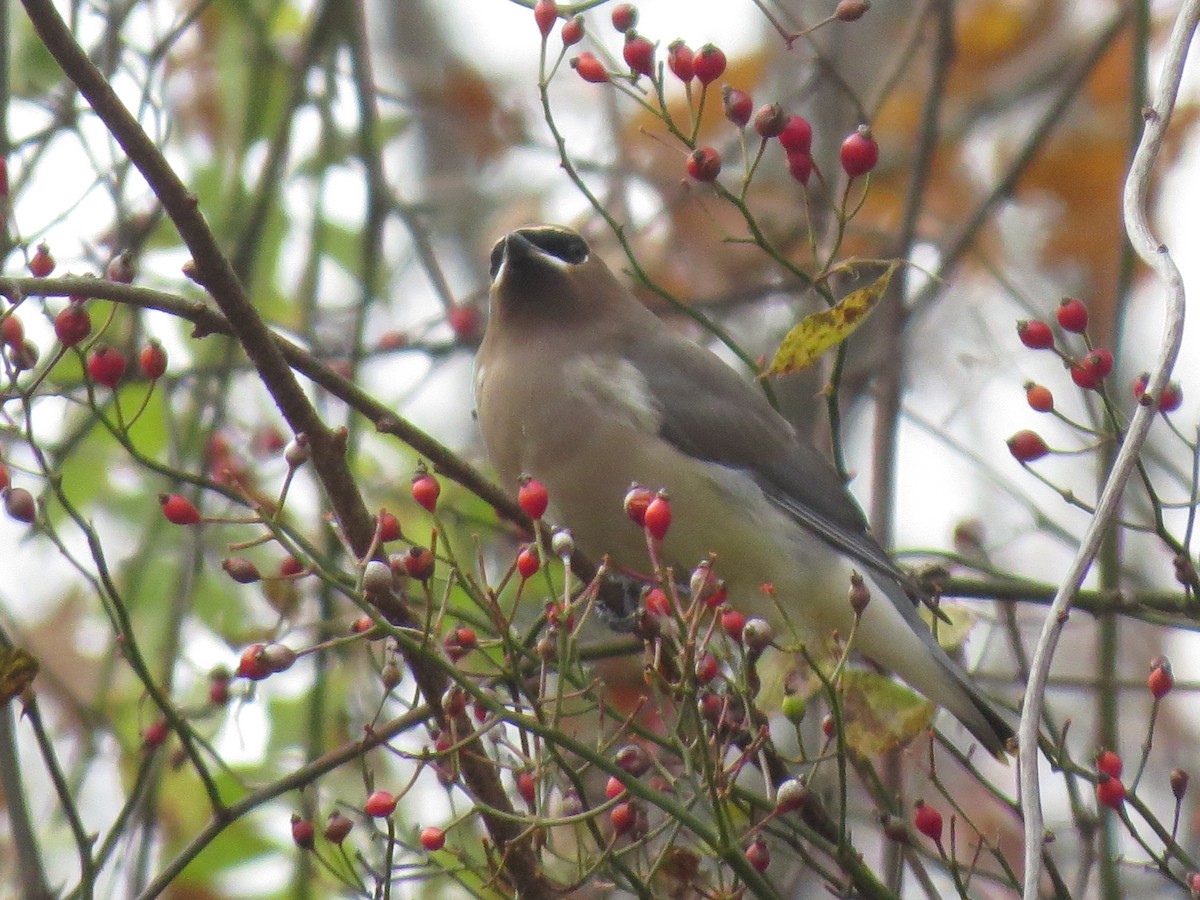 Cedar Waxwing - ML644923870