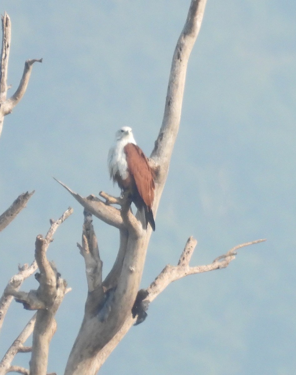 Brahminy Kite - ML644923877