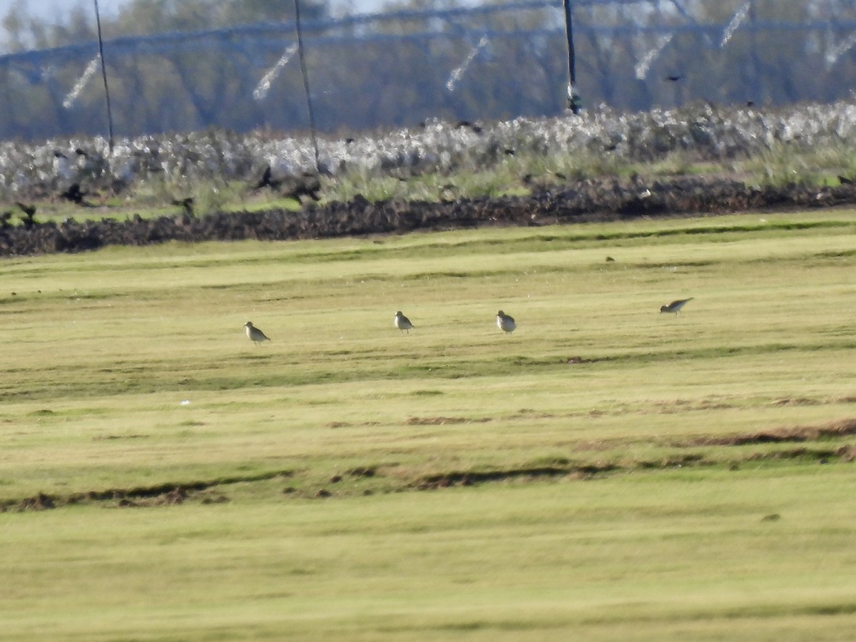 Горный зуёк - ML644923880