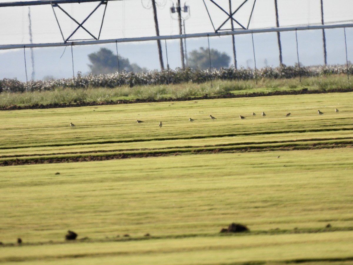 Горный зуёк - ML644923881