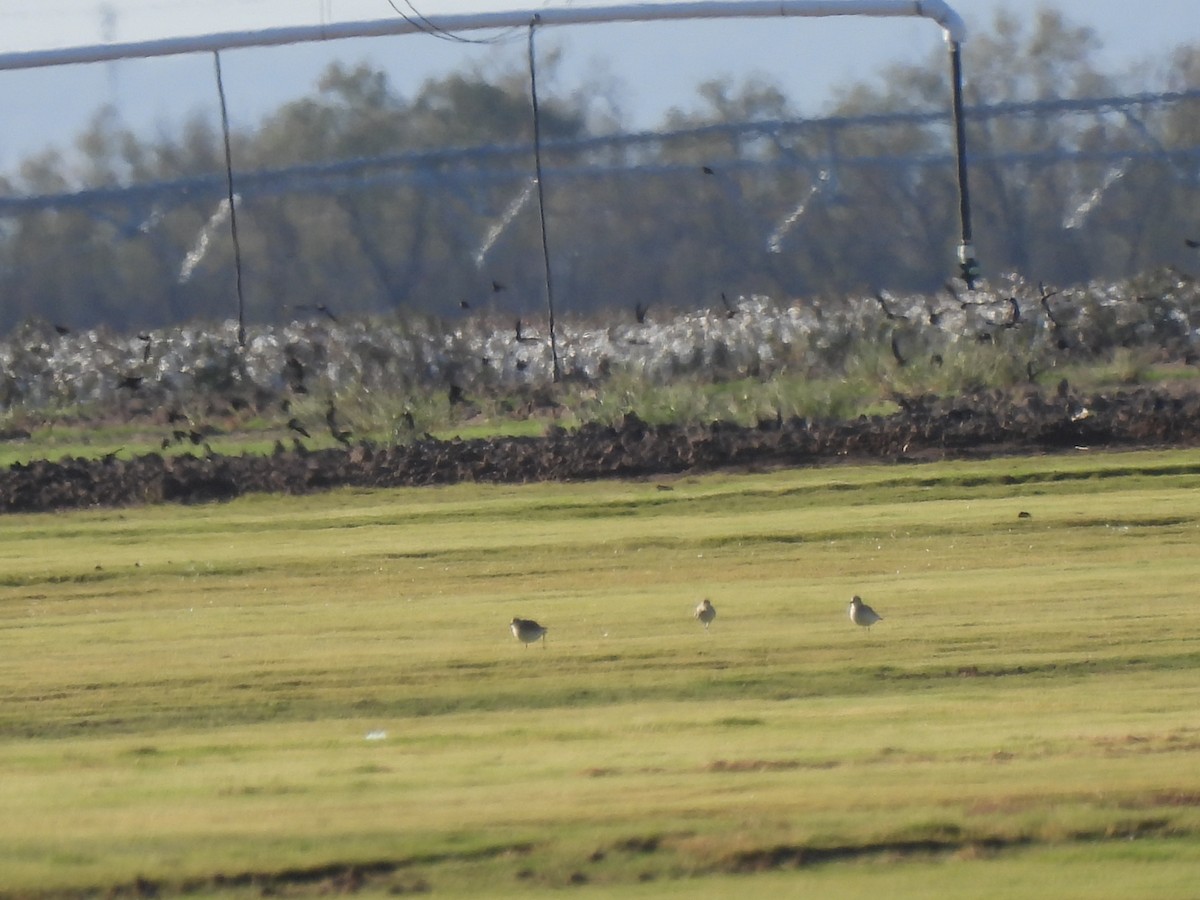 Горный зуёк - ML644923882