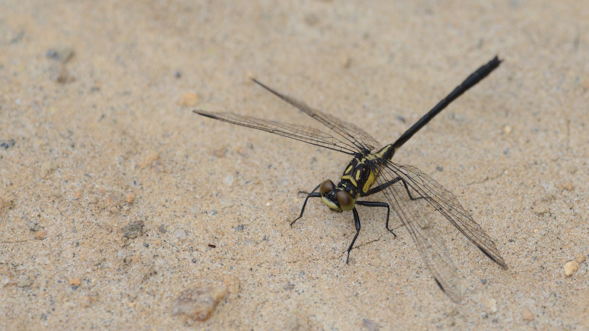 Southern Pygmy Clubtail - ML644923895