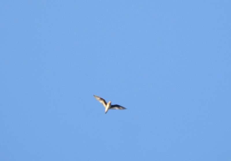 Малая тиркушка - ML644923897