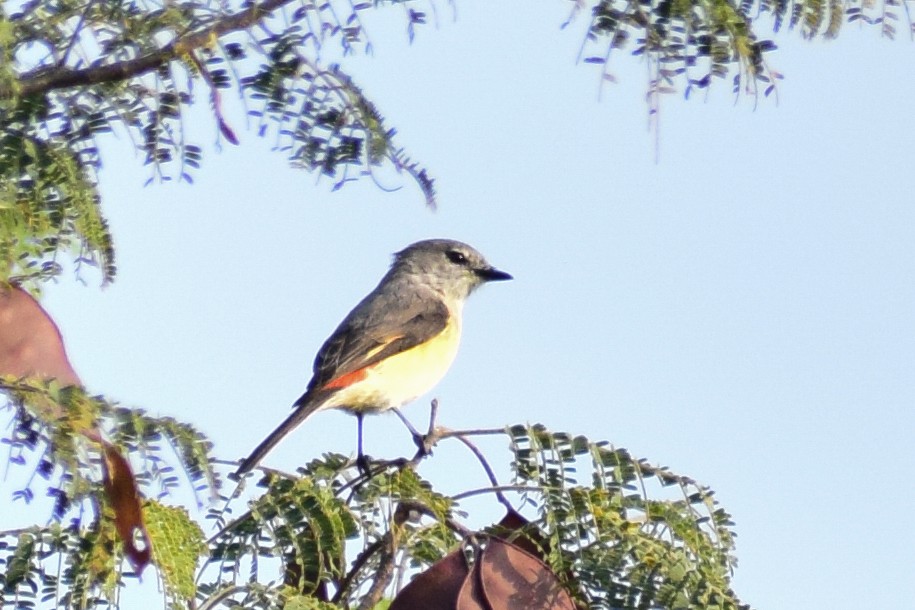 Zwergmennigvogel - ML644923901