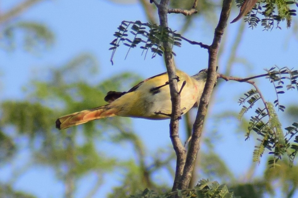 Zwergmennigvogel - ML644923902